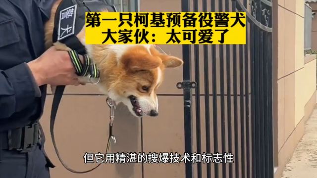 柯基犬警犬,网友直言太可爱了