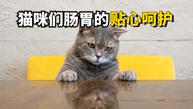 每只猫猫,都需要这样一款益生菌