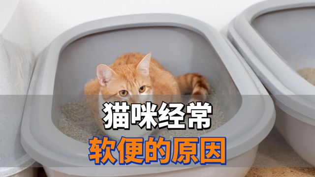 猫咪经常拉“软便”,无非就是这几个原因!