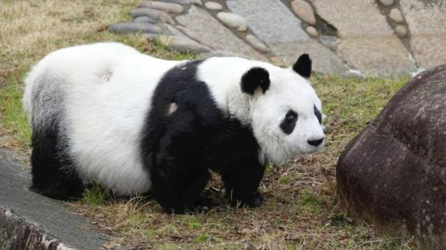 相当于人类100岁!旅日大熊猫“旦旦”逝世