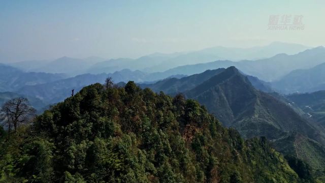 千城胜景|云南大关:筇竹原始森林秘境美