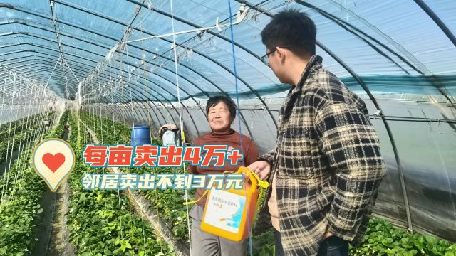 水溶肥厂家江苏徐州草莓使用拉姆拉翠姆水溶肥效果对比,品质好,卖价高出1万+