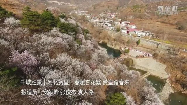 千城胜景|河北赞皇:春暖杏花繁 赞皇踏春来