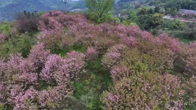 浪漫樱花季,快把你的踏青之旅提上日程!