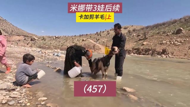 给绵羊剪毛!米娜纪录片后续457集,卡加回归工作(上)