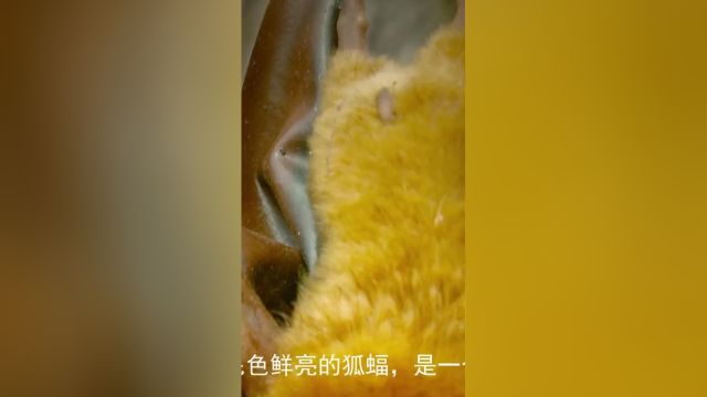 这还是我印象中的蝙蝠吗?它们也爱干净,也讲卫生