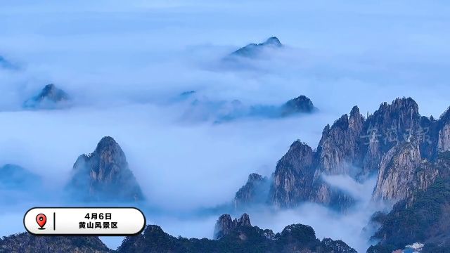 黄山风景区久雨放晴,出现大面积云海奇观,如一幅幅泼墨山水画卷