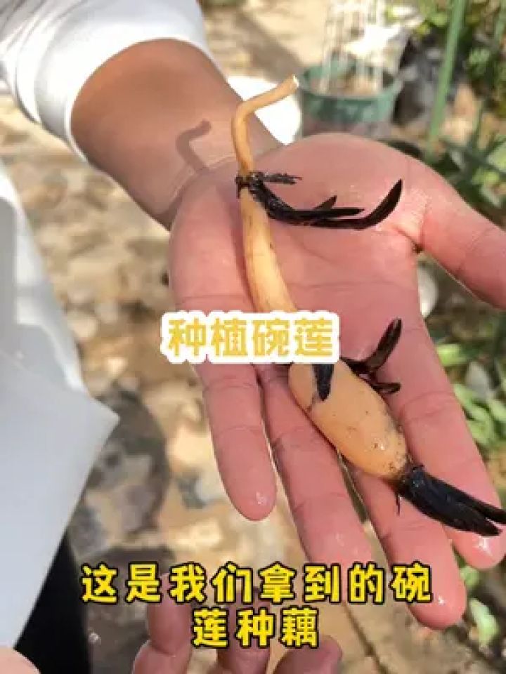 现在种下,夏季赏花,种一盆来年变多盆#碗莲 #碗莲种藕 #碗莲种植