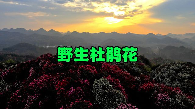 贵州毕节百里杜鹃这里有125平方公里的纯野生杜鹃花#百里杜鹃 #旅行推荐官 #原创摄影 #风景如画的地方 #导游带你云旅游