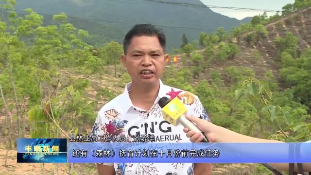 11丰顺:高标准推进林分优化提升