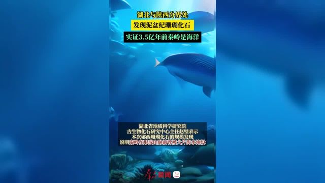 湖北与陕西分界处发现泥盆纪珊瑚化石实证3.5亿年前是海洋!