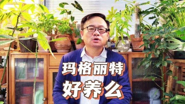 玛格丽特花好养么?主要看季节,做好6件事,开成花球