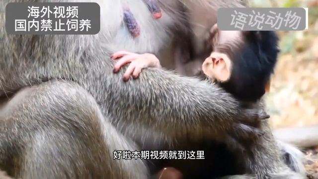 小猴子虽小,但气势绝不输于猴妈#关注我每天更新精彩视频#这操作也是没谁了#