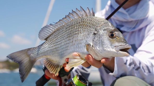 海钓鱼饵的4个指标,非常影响海钓的鱼获