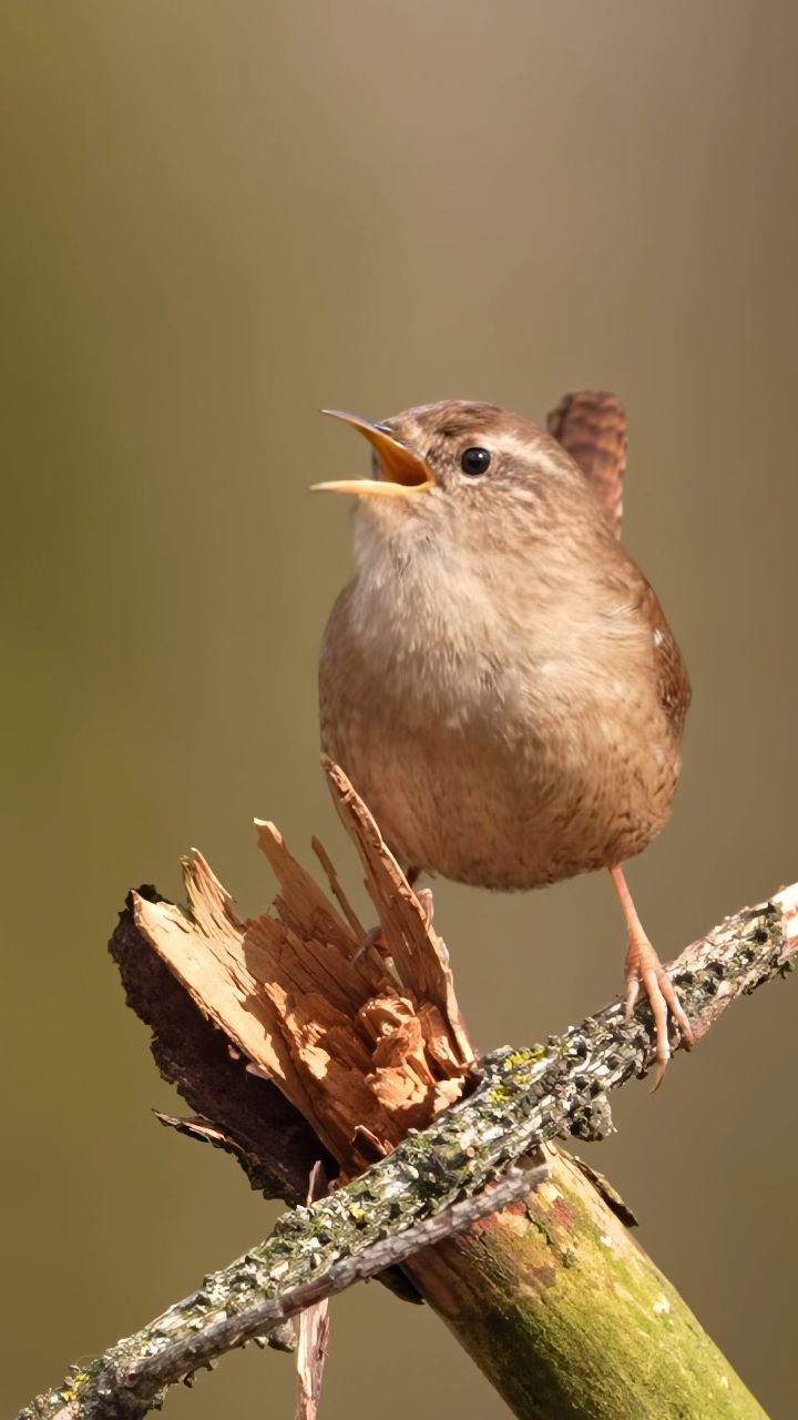 冬鹪鹩婉转的歌声,总是让人心生欢喜