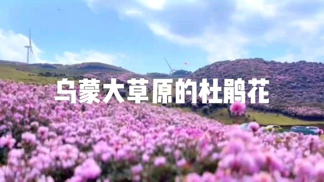 乌蒙大草原的杜鹃花,不比百里杜鹃差