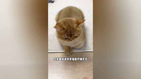 天冷了又到了猫咪揣手手的季节了哈哈哈哈_高清1080P在线观看平台_腾讯视频