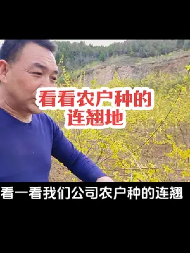 看看农户种的连翘地 #返乡创业新农人 #春天的味道都在山上 #三农