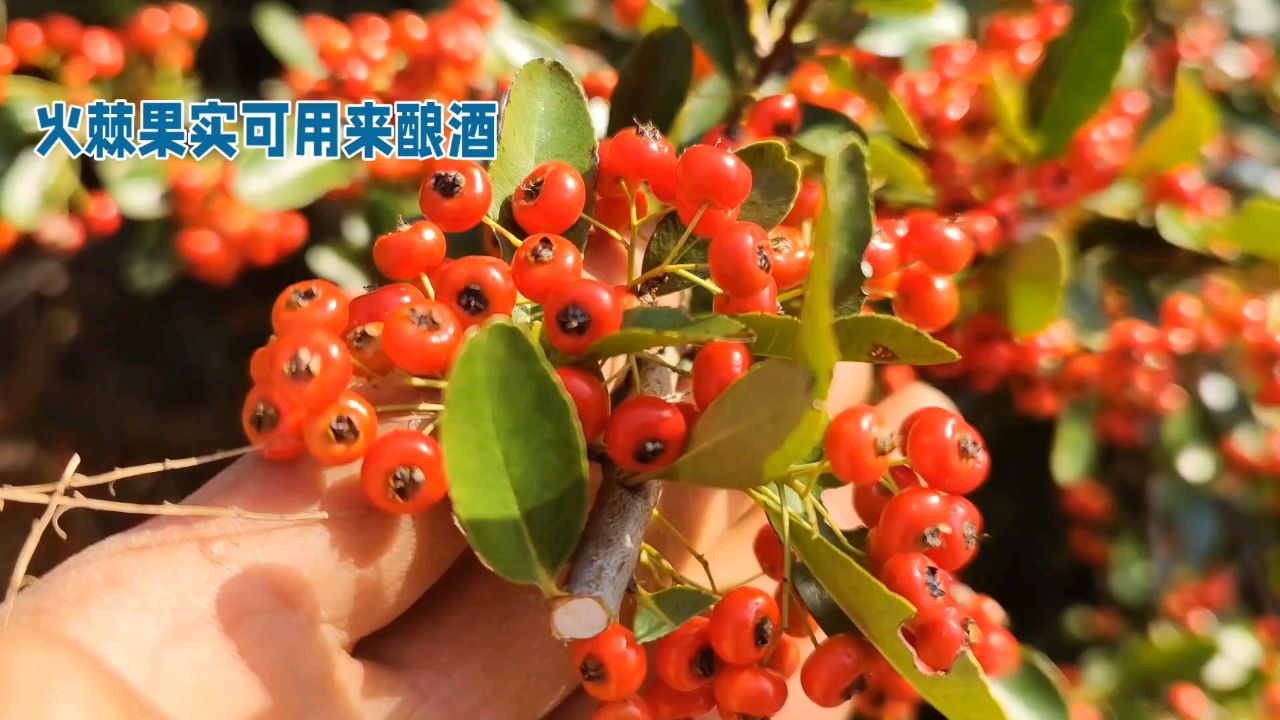 查阅资料才知道火棘果实还可以制作这种食品