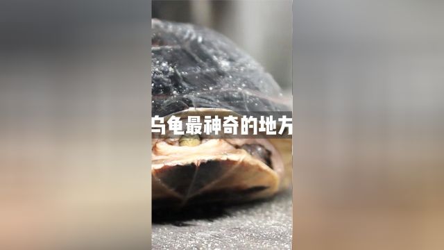 乌龟最神奇的地方神奇乌龟海龟神奇动物涨知识海洋生物