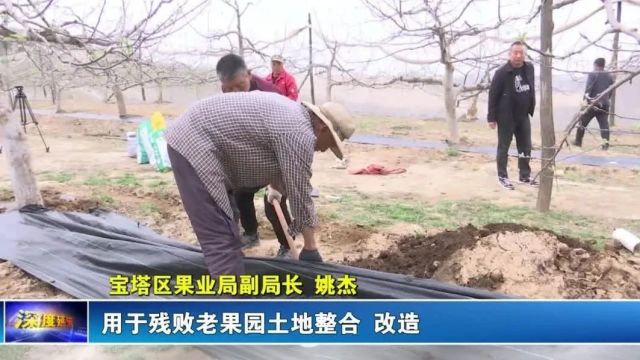 延安:苹果产业链串起万千农户幸福路