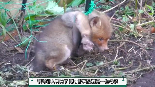 感恩的狐狸 野生动物 宠物 狐狸 情感故事