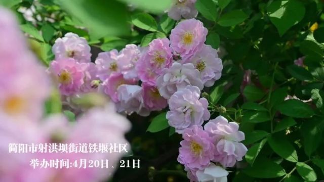 逛世园 耍简阳丨简阳人也有自己的“繁花”࿐ꕥꕥꕥꕥꕥ࿐等你打卡!