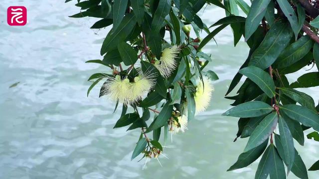 蒲桃水边花开成簇,数百枚针状雄蕊“倾巢而出”!