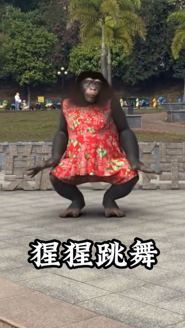 大猩猩竟然会跳街舞,舞姿仪态简直绝了!奇闻趣事 配音秀