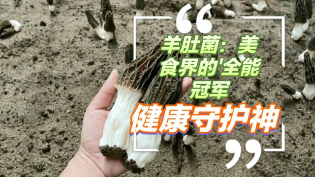 羊肚菌:美食界的'全能冠军',健康守护神