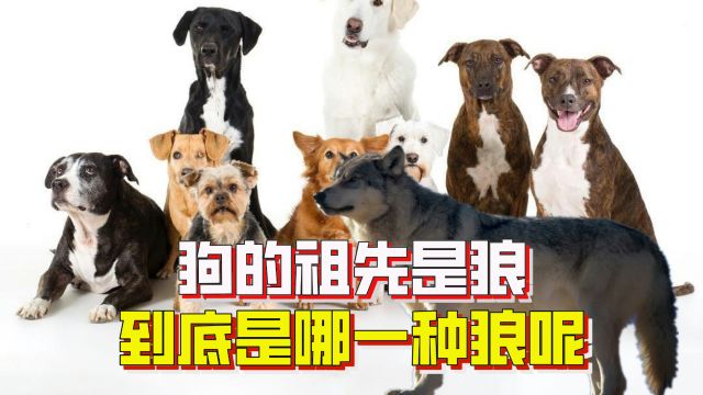 狗的祖先是狼,那是哪一种狼呢?中国灰狼还是中东灰狼?