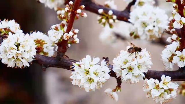 枣庄市山亭区:李子开花白如雪