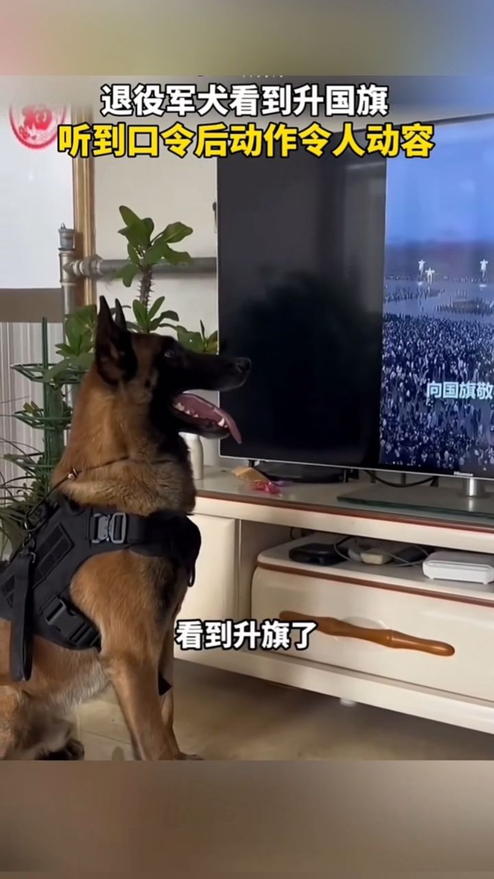 退役军犬壮壮后续图片