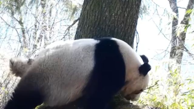 四川绵阳:野生大熊猫圈地求偶,结伴出行