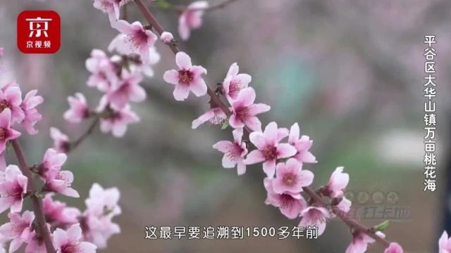 先存起来!五一去!北京这个“桃花源”可自驾 可露营 还能放风筝!