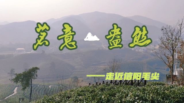 茗意盎然—走近信阳毛尖