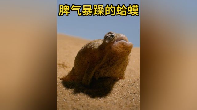 生活在沙漠里的雨蛙 体型不大 脾气爆炸!