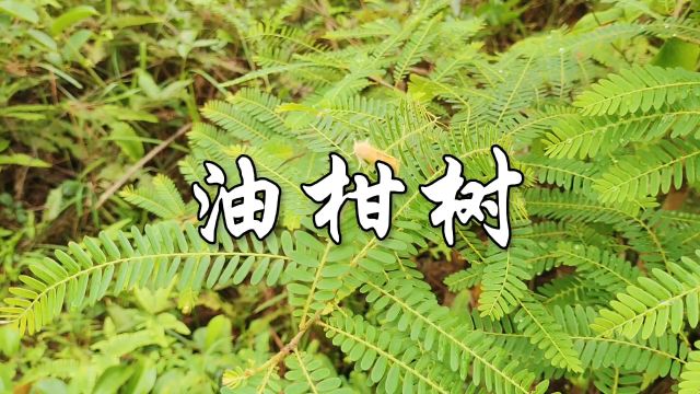 中草药——油柑树