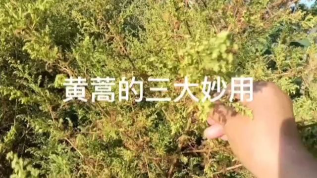 野草黄蒿常被人们当作杂草除掉,其实它的价值不可小觑