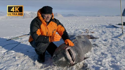 杰瑞米瓦德：挪威海钓偶遇格陵兰鲨“海怪”？