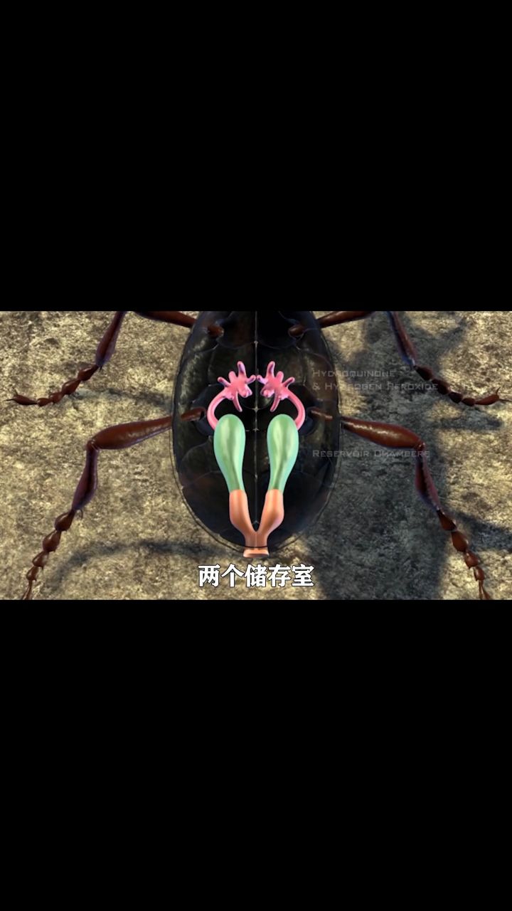 161. 无视进化论的炮弹虫 每秒钟发射500次2_3