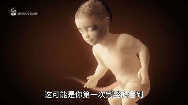 一次性看完,人类生殖系统演变的神奇过程