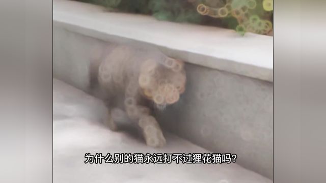 狸花猫战力天花板#猫咪 #萌宠 #狸花猫