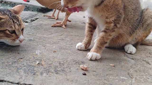 猫