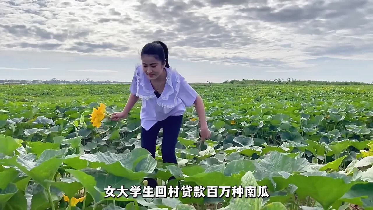 女大学生贷款百万种南瓜,谁知成熟时却将南瓜压碎!