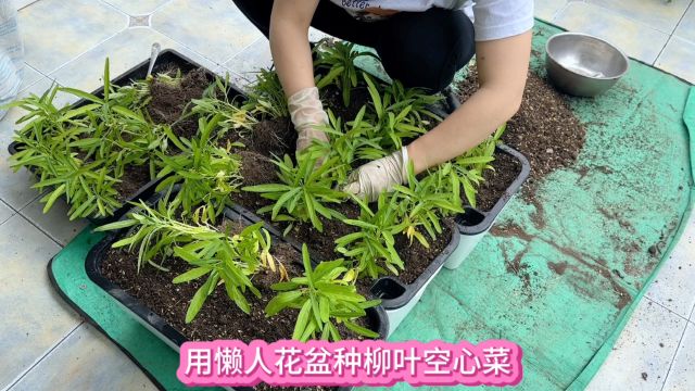 改造一下懒人花盆种柳叶空心菜 用能储水的容器种长得又快又好