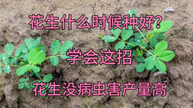 花生什么时候种好?学会这招,花生没病虫害籽粒饱满产量高