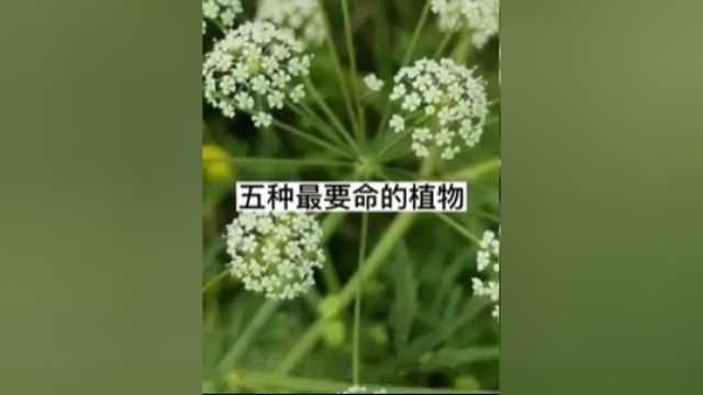 世界上最要命的五种植物,你都见过吗?