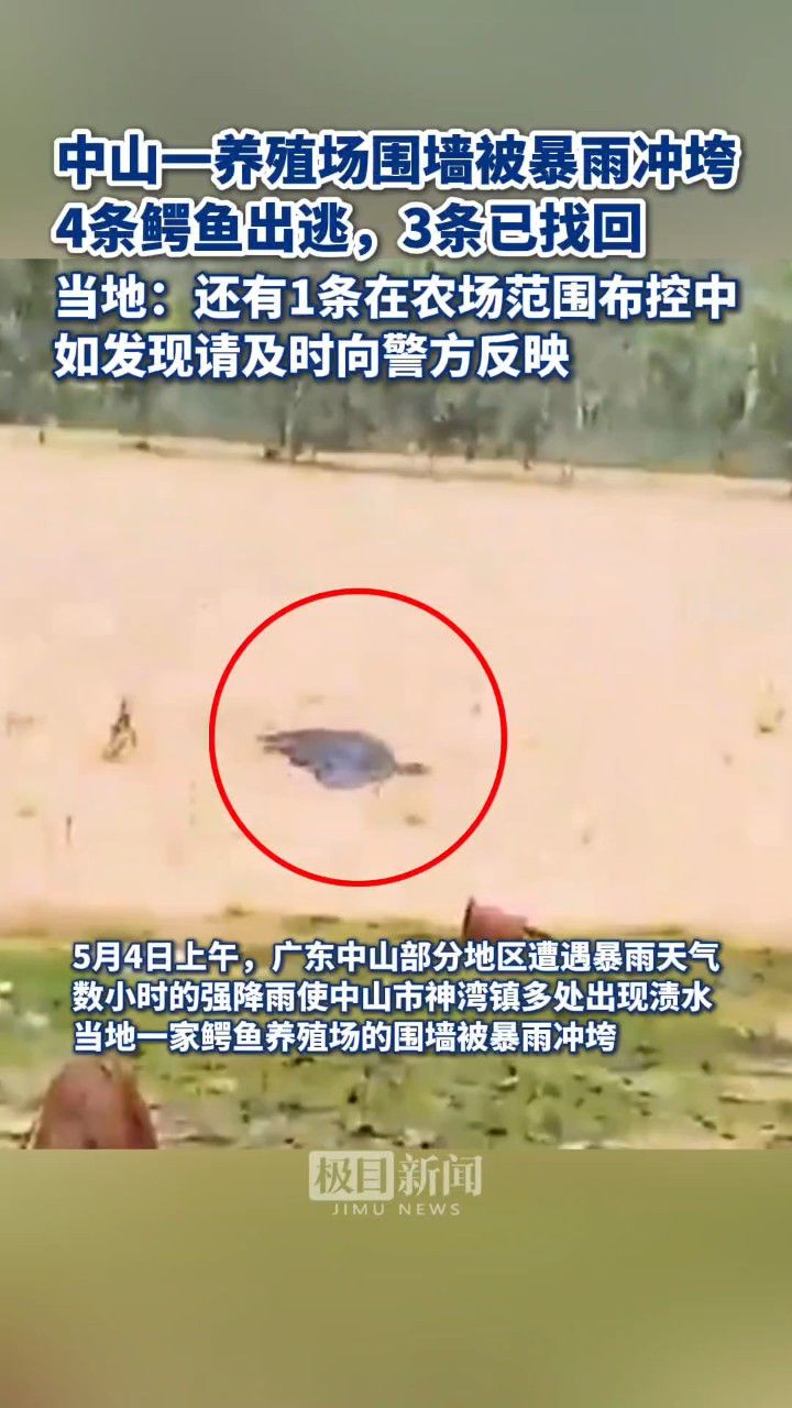 广东中山一养殖场围墙被暴雨冲垮,4条鳄鱼出逃3条已找回,当地:1条在