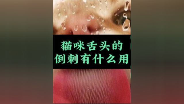 舌头的倒刺有什么用?猫舔人很疼,是因为猫的舌头上有特殊的丝状乳头,类似人类指甲,用于梳理毛发和清洁身体.这也影响了它们的味觉,所以通常靠嗅...